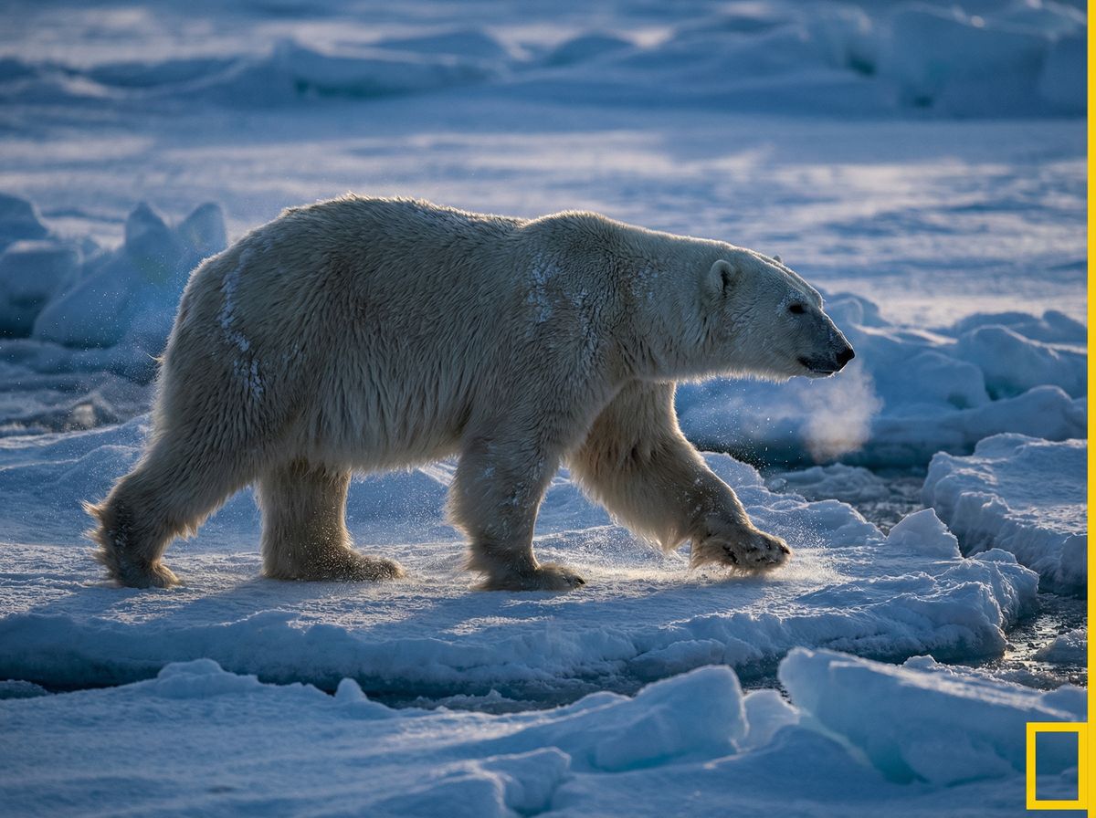 每日大赛北极熊视频